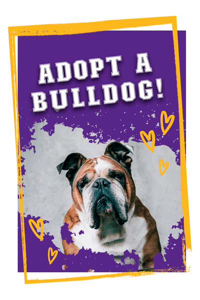 adopt a bulldog