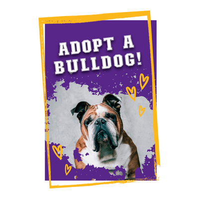 adopt a bulldog